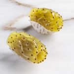 Dried Cactus